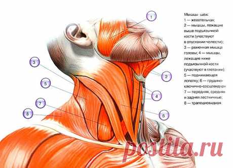 Старение кожи на шее: хирургические способы решения проблемы