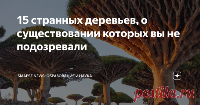 15 странных деревьев, о существовании которых вы не подозревали Помимо привычных берез и дубов наша планета богата необычными и иногда странными деревьями. Хотите их увидеть?
Радужный эвкалипт
Радужный эвкалипт – дерево, чей ствол окрашен невероятными природными красками. Это чудо природы произрастает в Папуа-Новой Гвинее, Индонезии и Филиппинах. Из-за необычной окраски дерево стало популярно во всем мире. Еще одна причина популярности – быстрый рост: