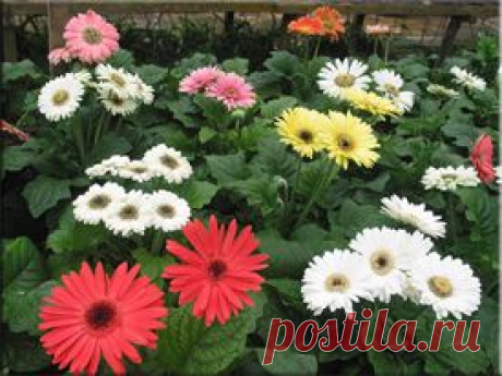 Гербера (Gerbera). Описание, виды и уход за герберой | Флористика на &quot;Добро ЕСТЬ!&quot;
