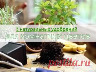 5 натуральных удобрений для домашних цветов.