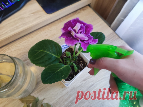 Лавровый лист от желтеющих растений, одна обработка и один полив в месяц, и ваши цветы оживут | Садово - Цветочный Елены Николаевой | Яндекс Дзен