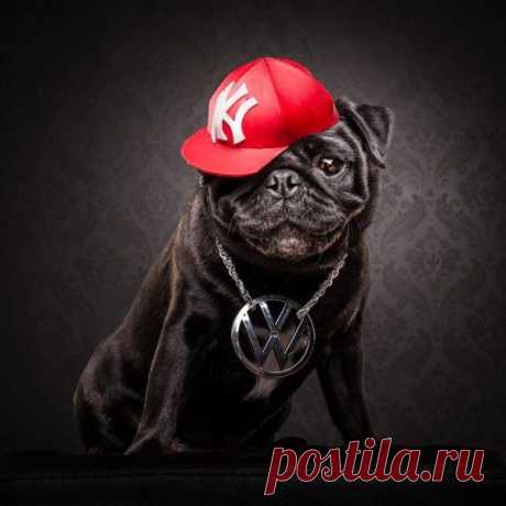 Фотогеничные и очаровательные мопсы