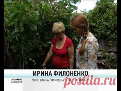 Как обрезать малину осенью, чтобы получить в два раза больше урожая - Grounde.ru — большой справочник по возделыванию сада и огорода своими руками