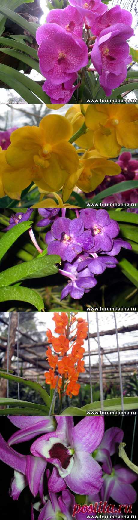 Фото орхидей. Фаленопсис, Ванда, Онцидиум, Дендробиум и ...