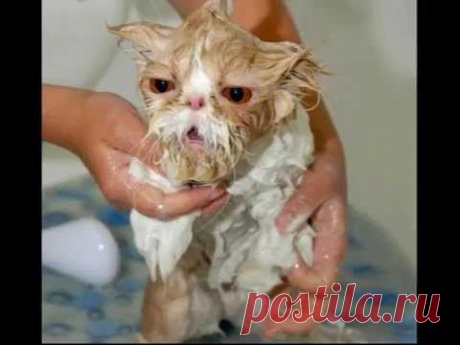 Веселые прикольные смешные коты | Позитив - YouTube
