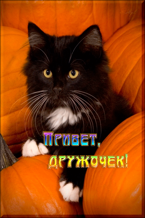 0_a49dc_2d3c334f_XL.gif (480×720)