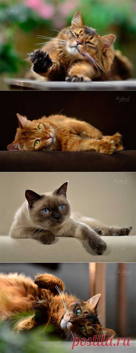 Красивые кошки от Kio Katzenfotos.