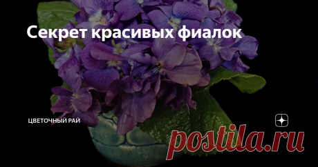 Секрет красивых фиалок Сегодня я хочу поговорить на тему шапочного цветения фиалок. Я очень горда своими цветами, все мои девочки красавицы-раскрасавицы. Один из моих любимых сортов - Роберт Майер. На нем было огромное количество цветов на протяжении трех месяцев. Расскажу вам секрет как добиться такого результата.
