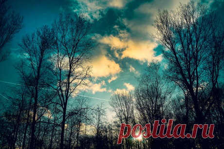 Бесплатная фотография: Деревья, Голые Деревья - Бесплатные фото на Pixabay - 3120276