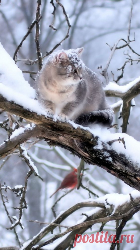 cat_branch_tree_snow_winter_59741_640x1136