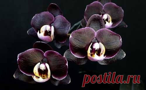 Orchidea Info - Орхидеи-инфо