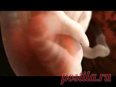 Как происходит зачатие ребенка   фантастическое видео