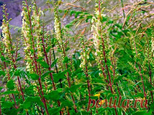 Лекарственное растение Дубровник шалфейный (Teucrium scorodonia). Многолетнее растение высотой 30-70 см с подземными побегами, с неприятным запахом. Листья черешковые, морщинистые, с обеих сторон с коротким мягким шерстистым опушением, похожи на листья шалфея (название), яйцевидные с сердцевидным основанием, городчатые, длиной 3-7 см.