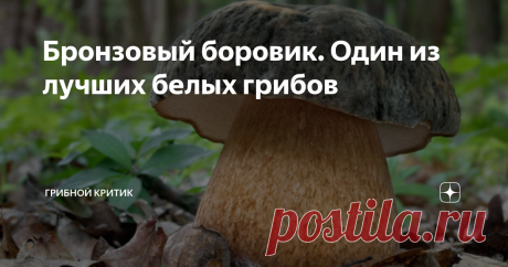 Бронзовый боровик. Один из лучших белых грибов Прочитав заголовок, несведующие люди могли подумать, что один из самых желанных и любимых грибов, которые растут в наших лесах, наконец-то, удостоился чести быть увековеченным в бронзе.
Это не так. Особенно учитывая, что у этого гриба ещё множество названий на русском языке. Тут можно упомянуть и про белый гриб медный, белый гриб тёмно-бронзовый и даже боровик бронзовый.
Все эти наименования так