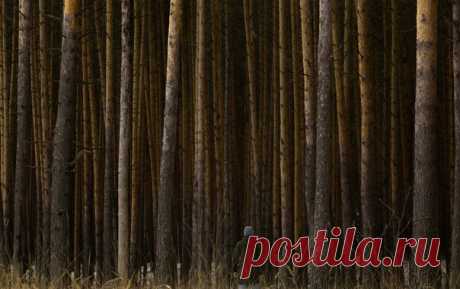 Лес в Шумерле, Чувашская республика. Фотографировал Александр Медведев: nat-geo.ru/photo/user/162618/