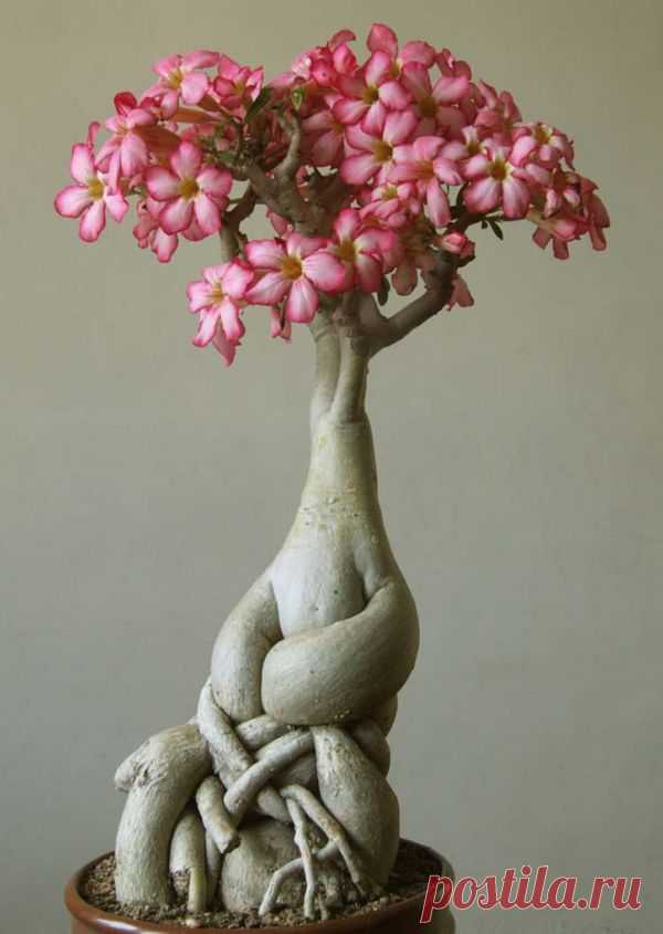 Desert Rose (Adenium Obesum) родом  из Южной Африки. вырастает  до 4-6 футов в высоту. Кому интересно переходите по ссылке.