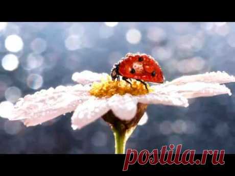 Солнечное утро. Музыка Сергея Чекалина. Sunny morning.  Music by Sergei Chekalin.