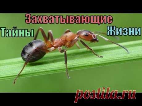 8 ЗАХВАТЫВАЮЩИХ ТАЙН ЖИЗНИ, которые наука пока не может объяснить - YouTube