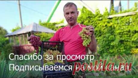 Как усилить рост и развитие вегетирующего саженца винограда.