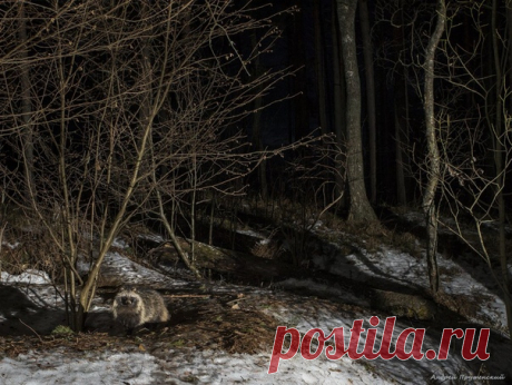 Ночь темна и полна енотовидных собак. Автор снимка – Андрей Прутенский: nat-geo.ru/community/user/39745/