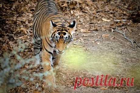 Зоозащитники поймали убившего 13 человек тигра-людоеда. В Индии зоозащитникам удалось выследить и поймать тигра-людоеда, убившего 13 человек за 10 месяцев. Агрессивное животное удалось усыпить при помощи дротика с транквилизатором сотрудникам Департамента лесного хозяйства округа Гадчироли штата Махараштра. Тигр нападал на местных жителей с декабря 2021 года.