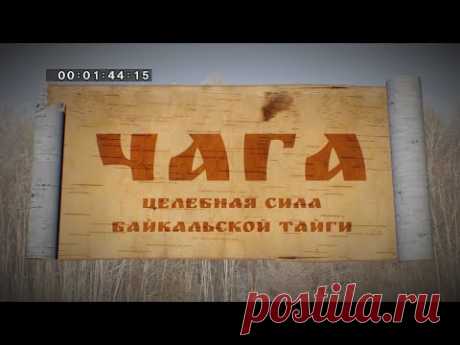 Чага. Целебная сила Байкальской тайги.