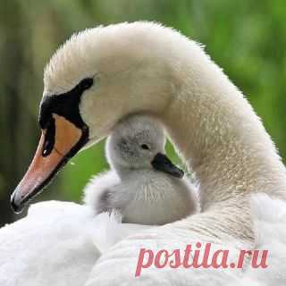 So cute! | Swan lake and duck pond
