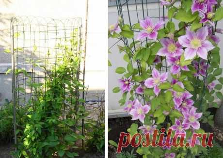 Какие сделать подпорки под кусты