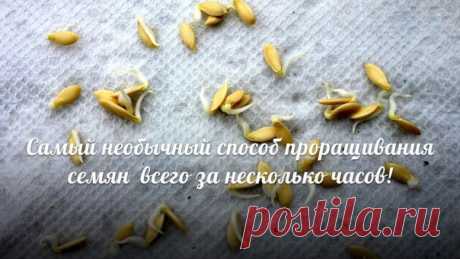 Оригинальный способ проращивания семян