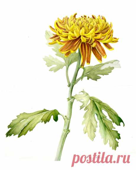 Deco Mum by Fran Henig Deco Mum Painting by Fran Henig