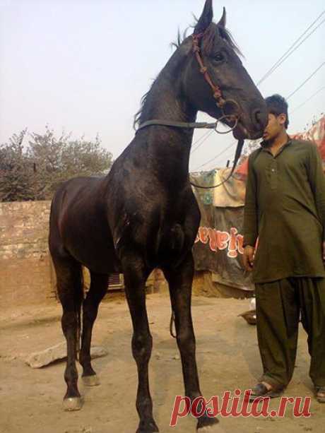 Pakistani horses