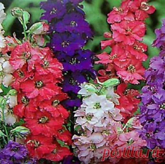 100 Variety Giant Imperial Larkspur  Mixed  Flower Seeds 100 VARIETY GIANT IMPERIAL LARKSPUR MIX FLOWER SEEDS  Giant Imperial Mix Larkspur  Favorites for the garden and the vase. Tall, showy, delphinium-like flower spikes are unsurpassed for cut flowers. Includes shades of blue, pink, carmine and white. Larkspur Giant Imperial Mix Seed can be used