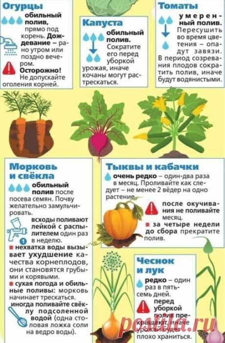 Поливайте правильно!