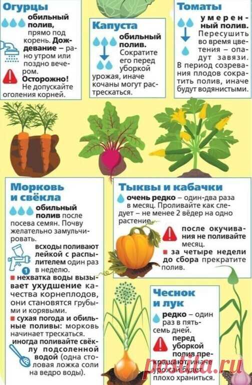 Поливайте правильно!