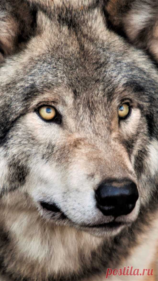 Animal / Wolf (1080x1920) Mobile Wallpaper