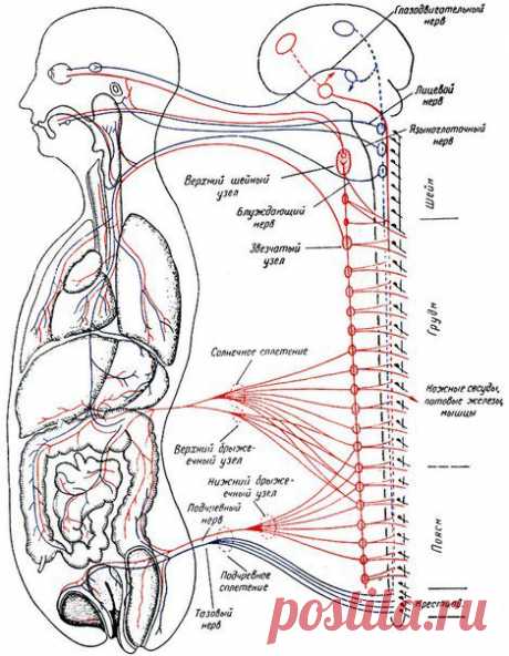 Вегетативная нервная система. Симпатическая часть