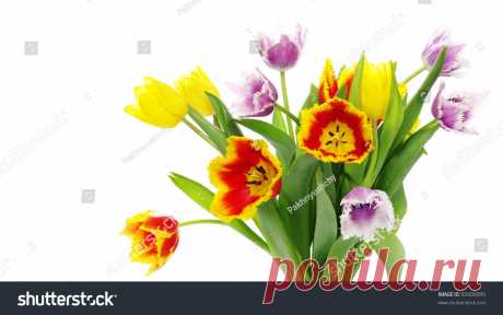 Bouquet Tulips On White Background Imagen De Archivo (stock) 92600095 - Shutterstock