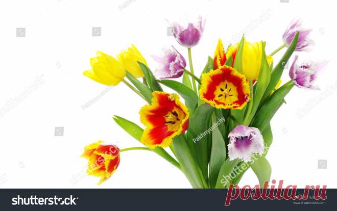 Bouquet Tulips On White Background Imagen De Archivo (stock) 92600095 - Shutterstock
