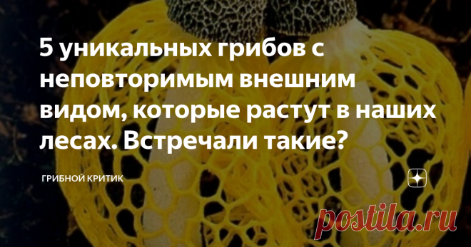 5 уникальных грибов с неповторимым внешним видом, которые растут в наших лесах. Встречали такие? Грибы, которые растут в России делятся не только на съедобные и несъедобные, условно-съедобные и ядовитые. А также не только на пластинчатые, трубчатые и иные, да, даже не только на шляпочные и те, у которых она, вовсе как таковая, отсутствует.
Есть ещё и более интересное деление их не по ранжиру съедобности или 