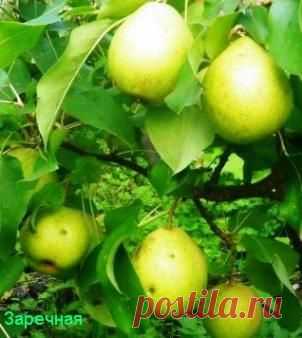 Груша - Сады Сибири