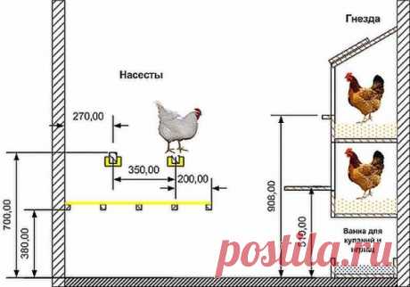 Обустройство курятника: насесты, гнезда, поилки