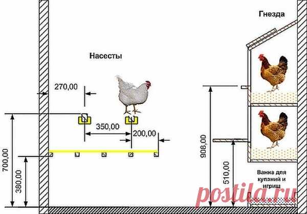 Обустройство курятника: насесты, гнезда, поилки