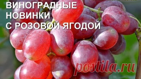 Новые г.ф. винограда с красивой розовой ягодой