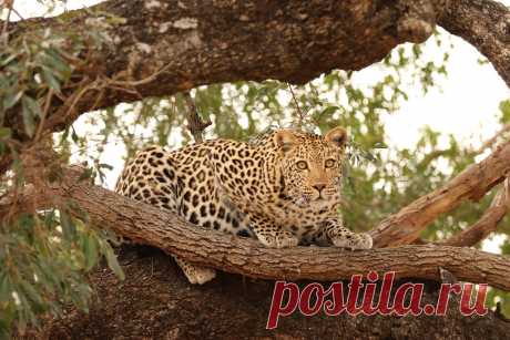 Leopard 4 Leopard scanning for prey in tree near Lower Sabie Rest Camp, Kruger National Park, South Africa.