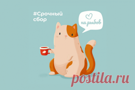 Спасенным котикам из MeowMama нужна помощь - BATUMI-TODAY.COM