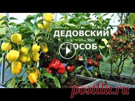 Секрет хорошего урожая или дедовский метод Коротко о способе получения высоких урожаев всех культур. Помощь каналу, карта Сбербанка - 4276 3800 7513 3459 На канале: Наталья Сморчкова и другие а...
