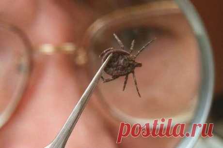 Используй этот хитрый трюк чтобы не стать жертвой клещей