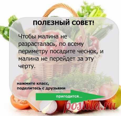 УЗЕЛОК НА ПАМЯТЬ. Огородникам