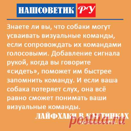 Как быстрее научить собаку команде сидеть в домашних условиях. В этом вам поможет одна простая хитрость, которая ускорит процесс обучения.