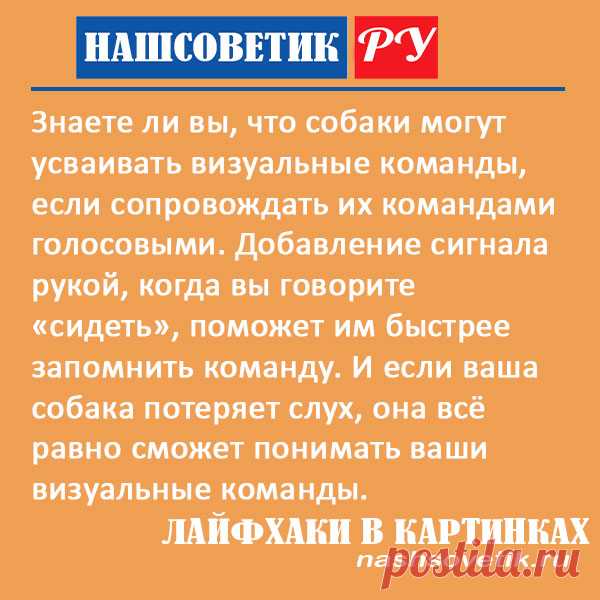 Как быстрее научить собаку команде сидеть в домашних условиях. В этом вам поможет одна простая хитрость, которая ускорит процесс обучения.